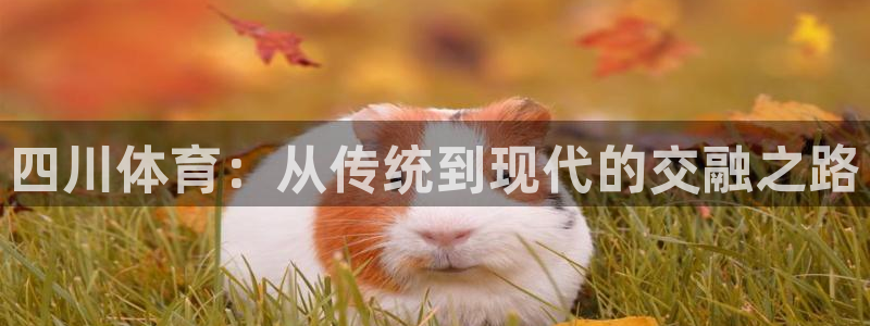 中欧体育李勇鸿：四川体育：从传统到现代的交融之路